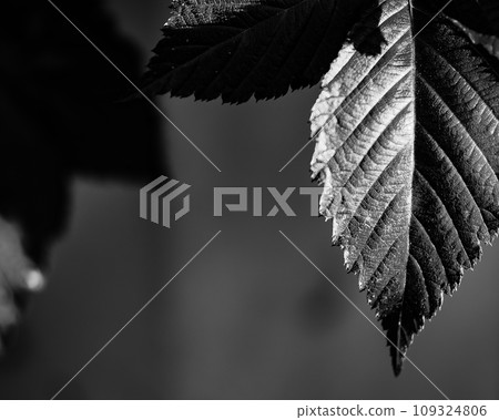 leaf  109324806
