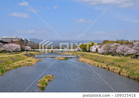 Spring Kyoto Kamogawa Spring Kyoto Kamogawa 109325418