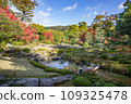 Autumn leaves of Murinan (Kyoto) 109325478