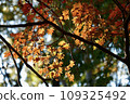 Autumn leaves 109325492