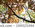 Autumn leaves 109325494
