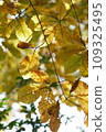 Autumn leaves 109325495