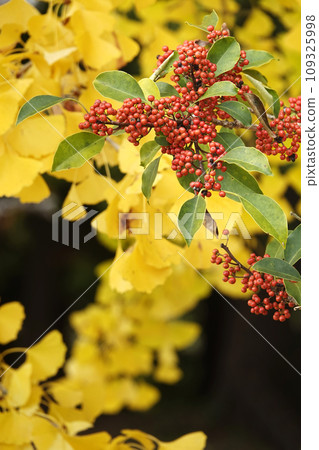 Yellow leaves of ginkgo and red berries and green leaves of Ilex in late autumn 109325998