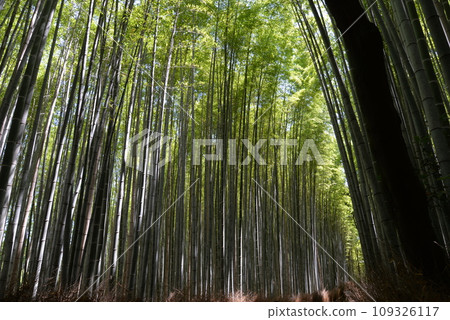 Bamboo grove in Arashiyama, Kyoto Bamboo grove in Arashiyama, Kyoto 109326117