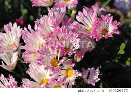 秋天花園裡盛開的多采多姿的粉紅色和白色雛菊花 秋天花園裡盛開的多采多姿的粉紅色和白色雛菊花 109326575
