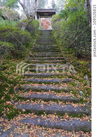 秋天的落葉散落在石階上 109326815