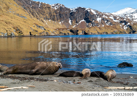 南喬治亞島南像海豹 109326869
