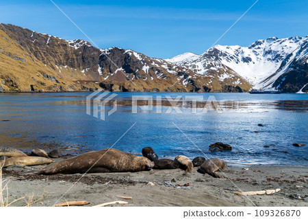 南喬治亞島南像海豹 109326870