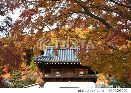 興勝寺 三門 琴坂 秋天 興勝寺 三門 琴坂 秋天 109326901