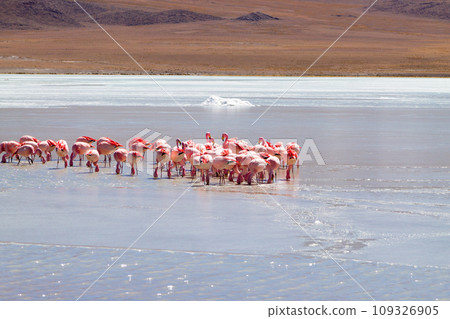 Laguna Hedionda flamingos, Bolivia 109326905