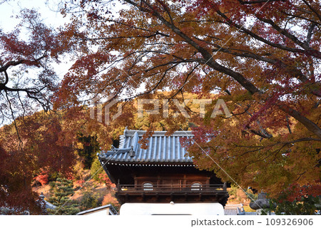 興勝寺 三門 琴坂 秋天 109326906