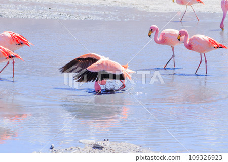 Laguna Hedionda flamingos, Bolivia Laguna Hedionda flamingos, Bolivia 109326923
