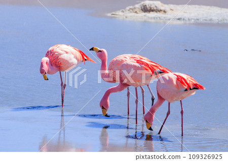 Laguna Hedionda flamingos, Bolivia 109326925