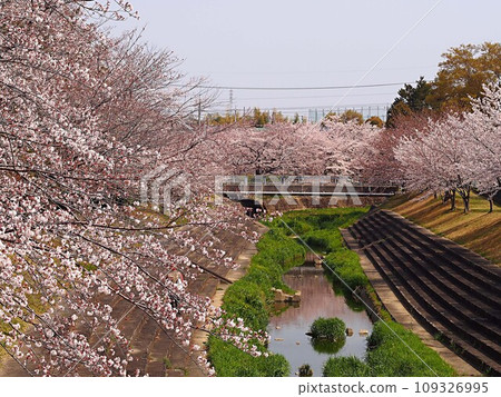 水瀨川沿岸櫻花盛開的景色 109326995