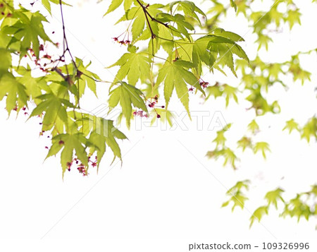 年輕的日本楓葉景觀 年輕的日本楓葉景觀 109326996