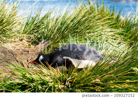 South Georgia Island Gentoo Penguin South Georgia Island Gentoo Penguin 109327152