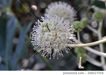 Paperplant flower Paperplant flower 109327358