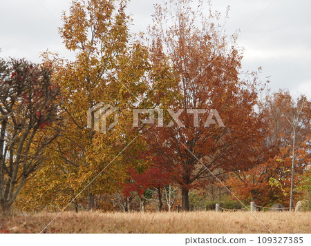 autumn leaves, late autumn 109327385