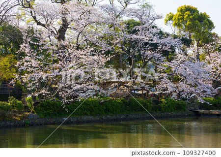 春天的古都鎌倉、鶴岡八幡宮、源氏池櫻花 春天的古都鎌倉、鶴岡八幡宮、源氏池櫻花 109327400