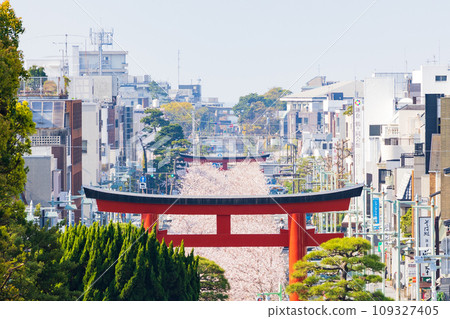古都鎌倉的春天，鶴岡八幡宮，從本宮（上宮）看到的沿著段勝（參道）的一排櫻花樹 109327405
