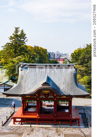 Spring in the ancient capital of Kamakura, Tsurugaoka Hachimangu Shrine Maiden and cherry blossom trees along the steps (approach) 109327406