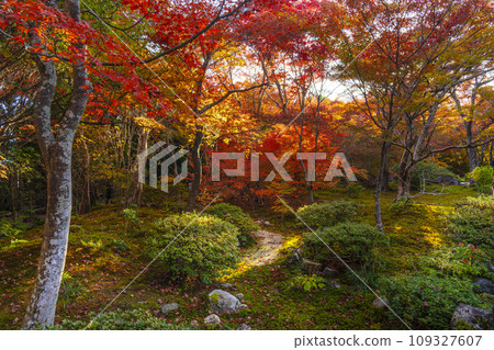 Autumn in Sagano, Kyoto: Hokyoin Temple with stunning autumn leaves 109327607