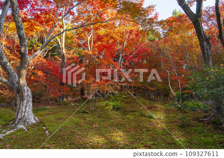 京都嵯峨野的秋天：寶鏡院的秋葉令人驚嘆 109327611
