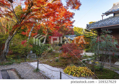 京都嵯峨野的秋天:寶鏡院的秋葉令人驚嘆 京都嵯峨野的秋天:寶鏡院的秋葉令人驚嘆 109327629