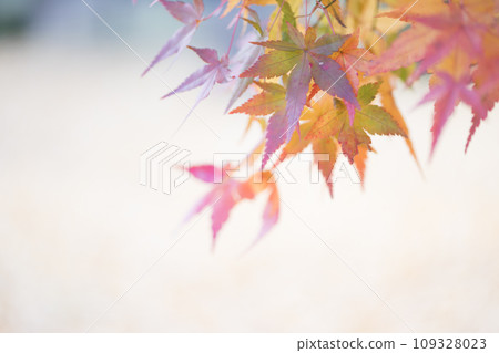 Beautiful autumn leaves at Kikuchi Shrine Beautiful autumn leaves at Kikuchi Shrine 109328023