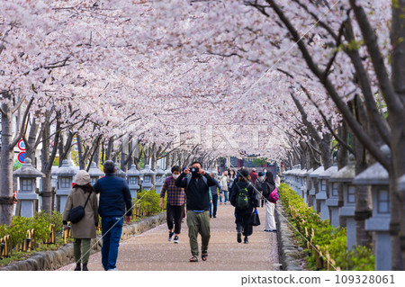 Spring in the ancient capital of Kamakura, Tsurugaoka Hachimangu Shrine, cherry blossom trees along the Dankatsu (approach) Spring in the ancient capital of Kamakura, Tsurugaoka Hachimangu Shrine, cherry blossom trees along the Dankatsu (approach) 109328061