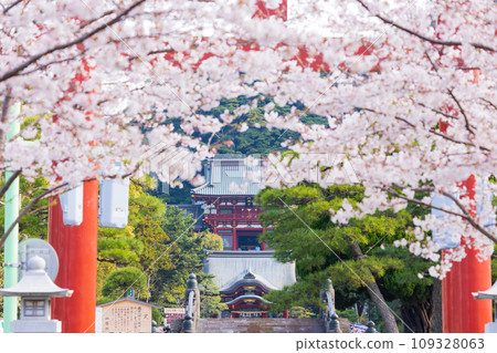 古都鎌倉的春天、鶴岡八幡宮、三座鳥居和階梯旁的櫻花樹（引道） 109328063