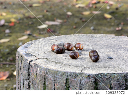 Acorn of the forest Acorn of the forest 109328072