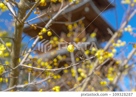 Shikoku Sacred Site No. 70 Temple, Honzanji Temple 109328287