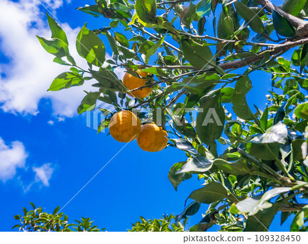 colored bellows fruit colored bellows fruit 109328450