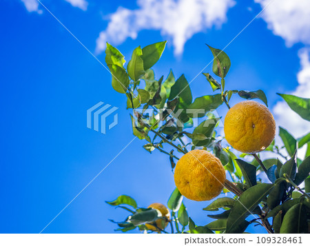 彩色風箱水果 彩色風箱水果 109328461