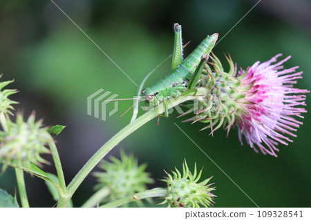 薊花與藍蝗蟲 109328541
