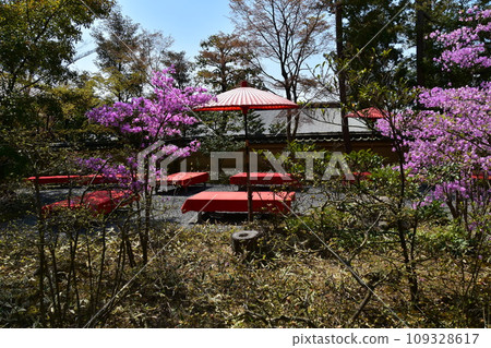 Kyoto in spring in Japan, a Japanese teahouse set up in an old temple, a bench covered with red cloth and a red Japanese umbrella, beautiful petals and fresh greenery Kyoto in spring in Japan, a Japanese teahouse set up in an old temple, a bench covered with red cloth and a red Japanese umbrella, beautiful petals and fresh greenery 109328617