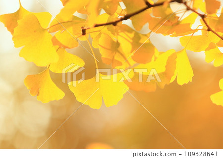 Yellowed ginkgo leaves, golden ginkgo leaves Yellowed ginkgo leaves, golden ginkgo leaves 109328641