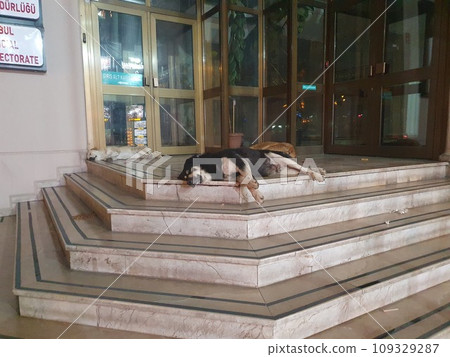 stray dog in istanbul stray dog in istanbul 109329287
