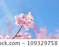 櫻花盛開 109329758