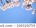 櫻花盛開 109329759