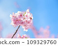 櫻花盛開 109329760