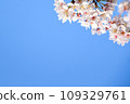櫻花盛開 109329761