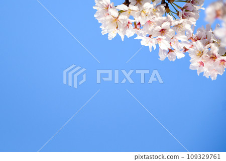 Cherry tree in full bloom Cherry tree in full bloom 109329761