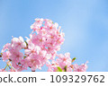櫻花盛開 109329762