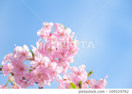 櫻花盛開 櫻花盛開 109329762
