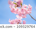 櫻花盛開 109329764