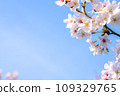 櫻花盛開 109329765