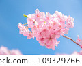櫻花盛開 109329766