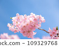 櫻花盛開 109329768